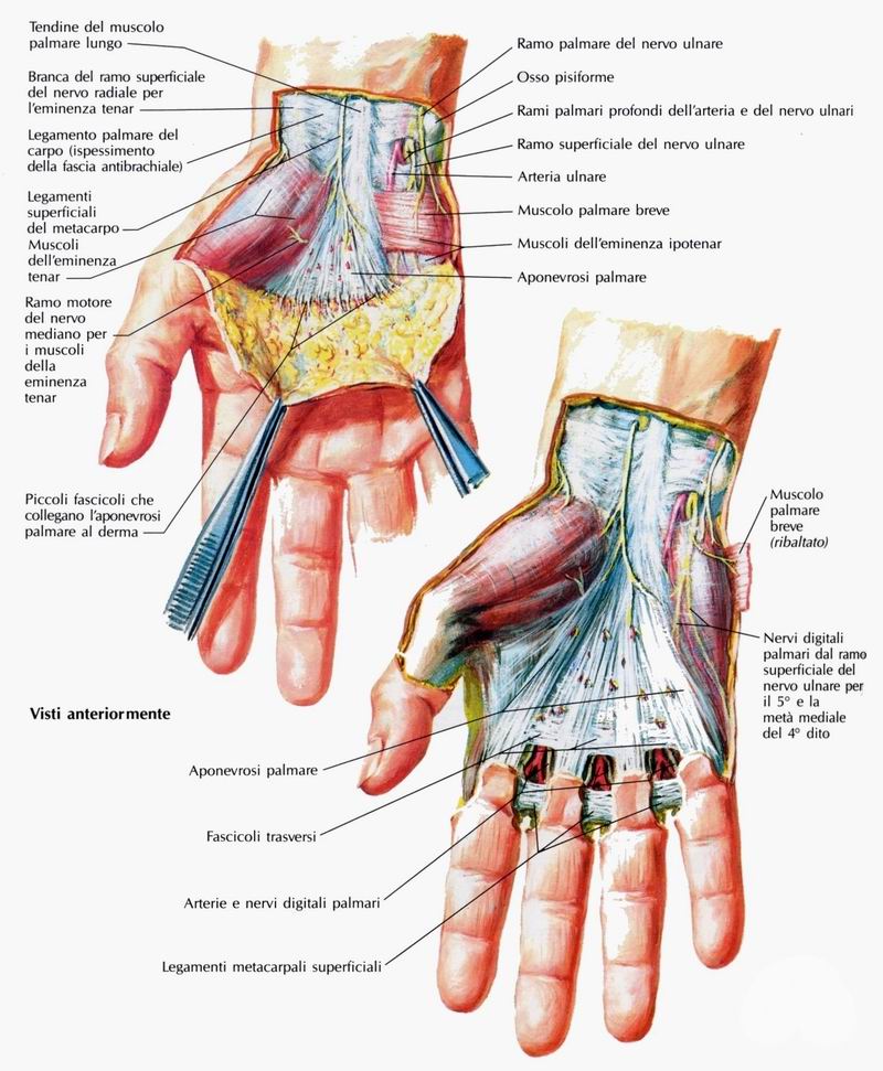 Muscoli della mano