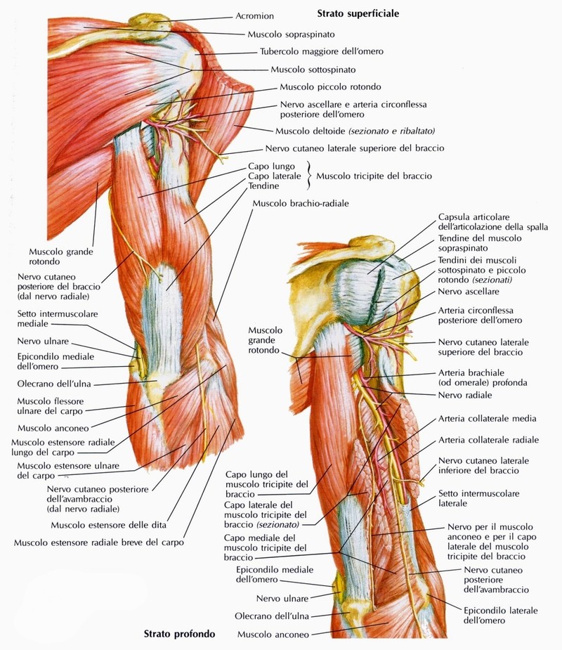 Muscolo brachiale visto posteriormente