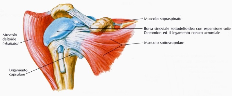 Muscolo sottoscapolare