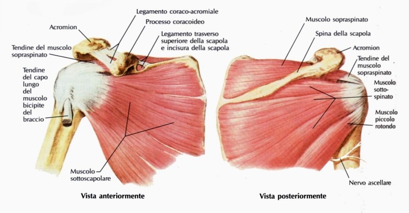 Muscolo sottoscapolare
