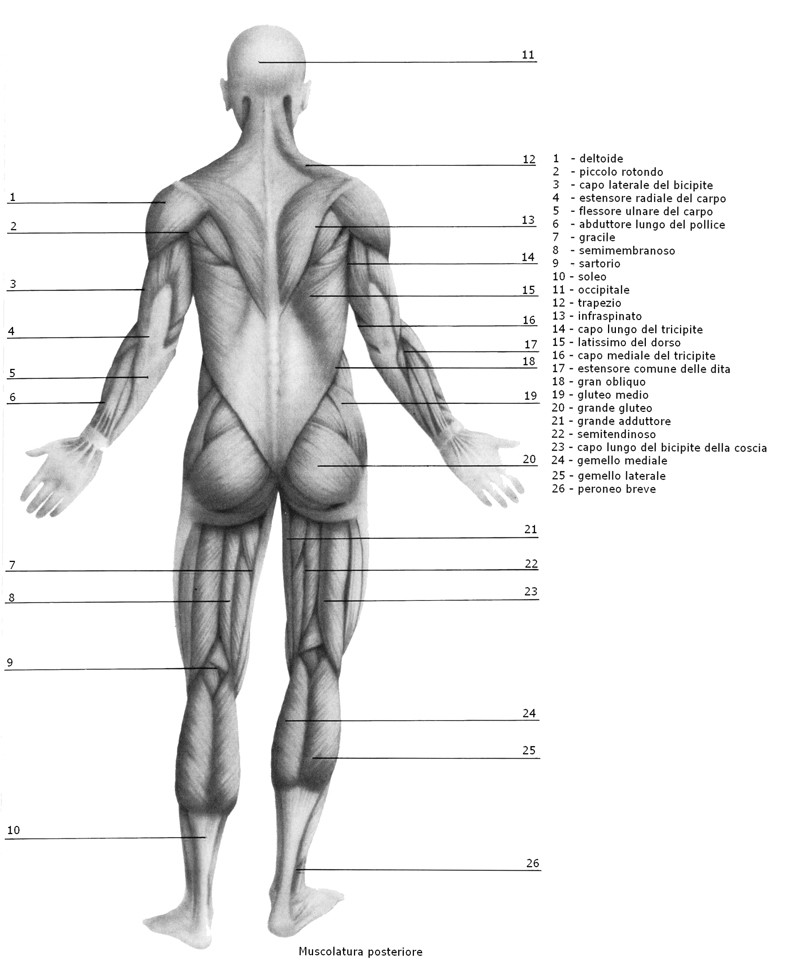 Muscoli posteriori