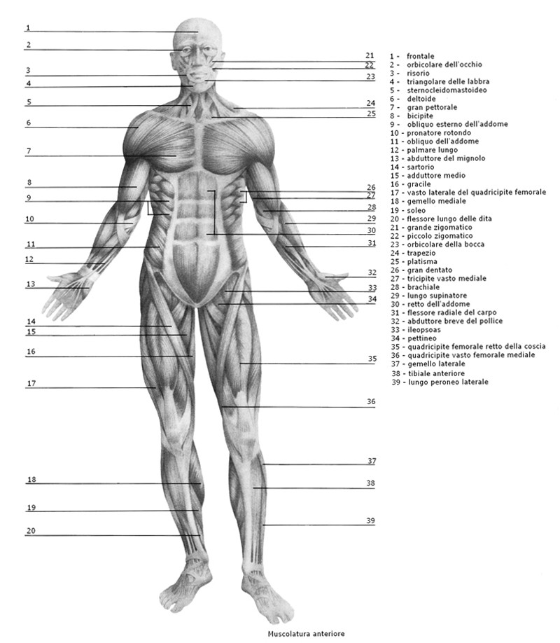 Muscoli anteriori