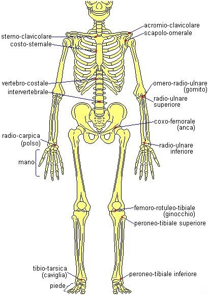 Articolazioni dello scheletro