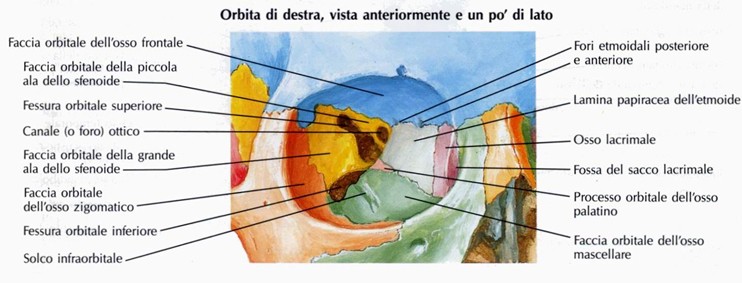Cavità  orbitaria