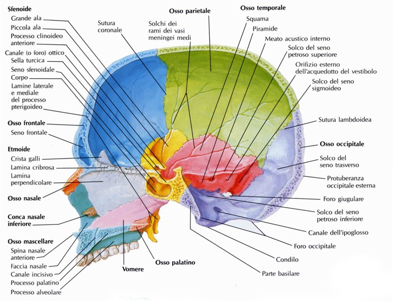 Cranio in sezione sagittale