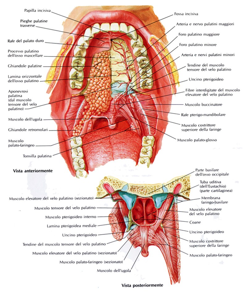 Muscolo dell'ugola o palatostafilino