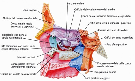 Parete laterale della fossa nasale