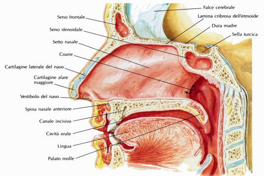 Faccia mediale della cavità nasale propriamente detta 