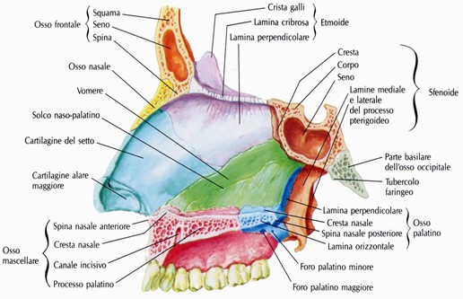 Parete mediale della fossa nasale