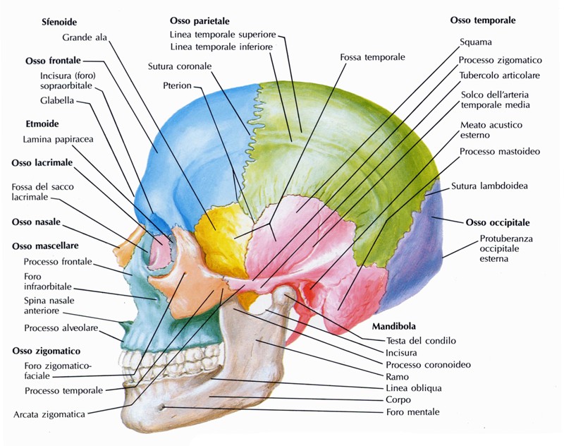 Cranio in proiezione laterale