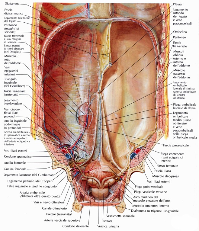 Fascia trasversale dell'addome