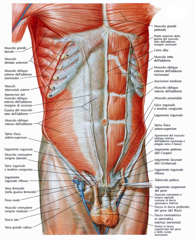 Guaina dei muscoli retti dell'addome