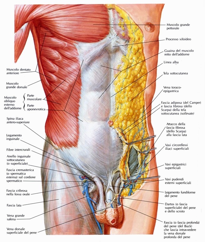 Muscolo obliquo esterno dell'addome