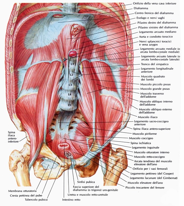 Diaframma in cavità  addominale