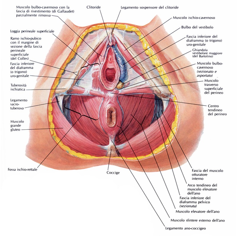 Muscolo trasverso superficiale del perineo