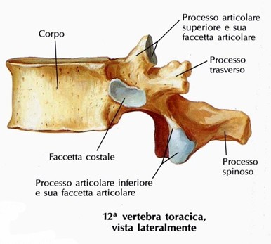 Dodicesima vertebra toracica
