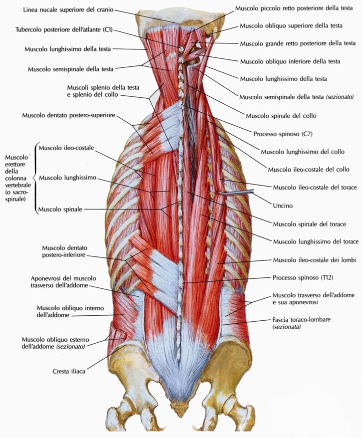 Muscoli intermedi delle docce vertebrali