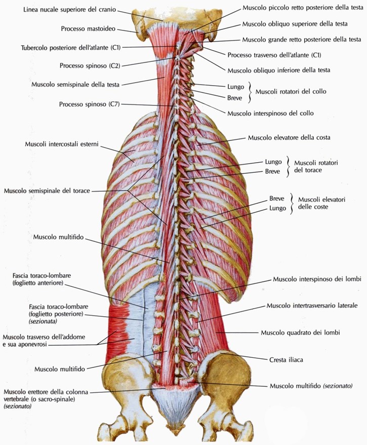 Muscolo semispinale, muscolo multifido, muscoli rotatori