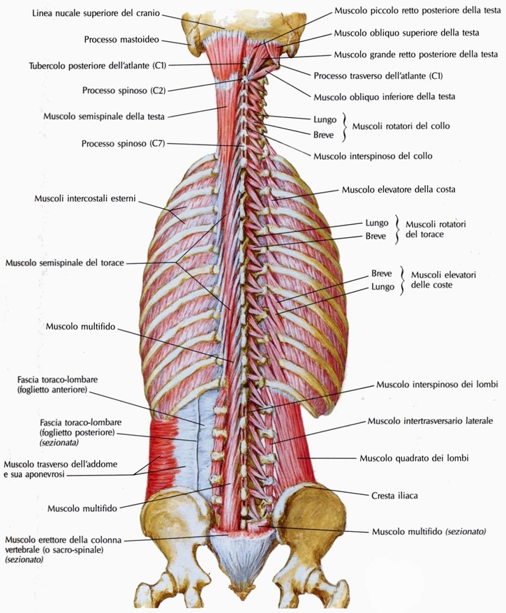 Muscoli interspinosi