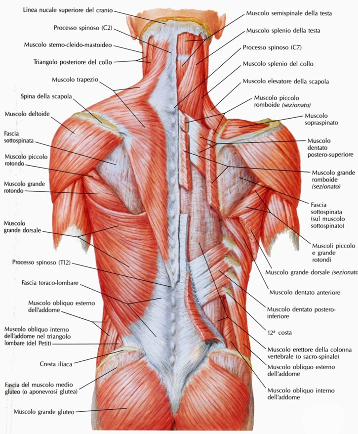Muscolo splenio del collo