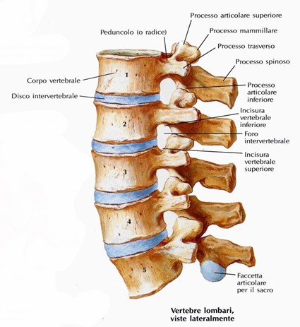 Dischi intervertebrali
