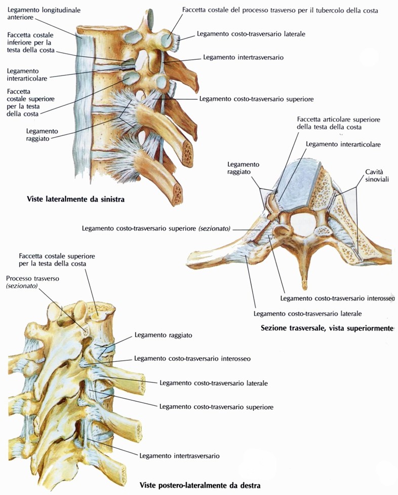 Articolazioni costo-vertebrali