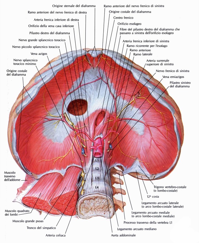 Faccia inferiore del diaframma