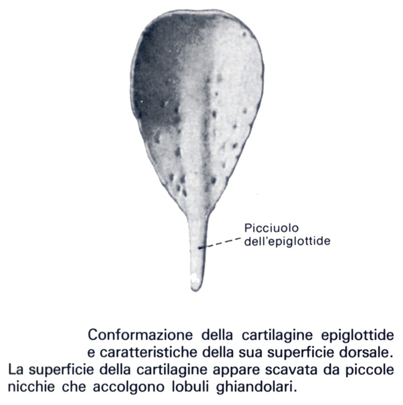 Cartilagine epiglottide