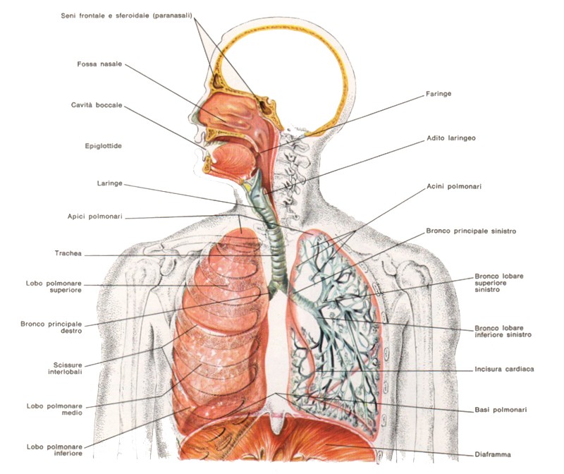 Apparato respiratorio