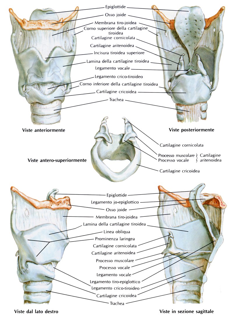 Legamenti della laringe