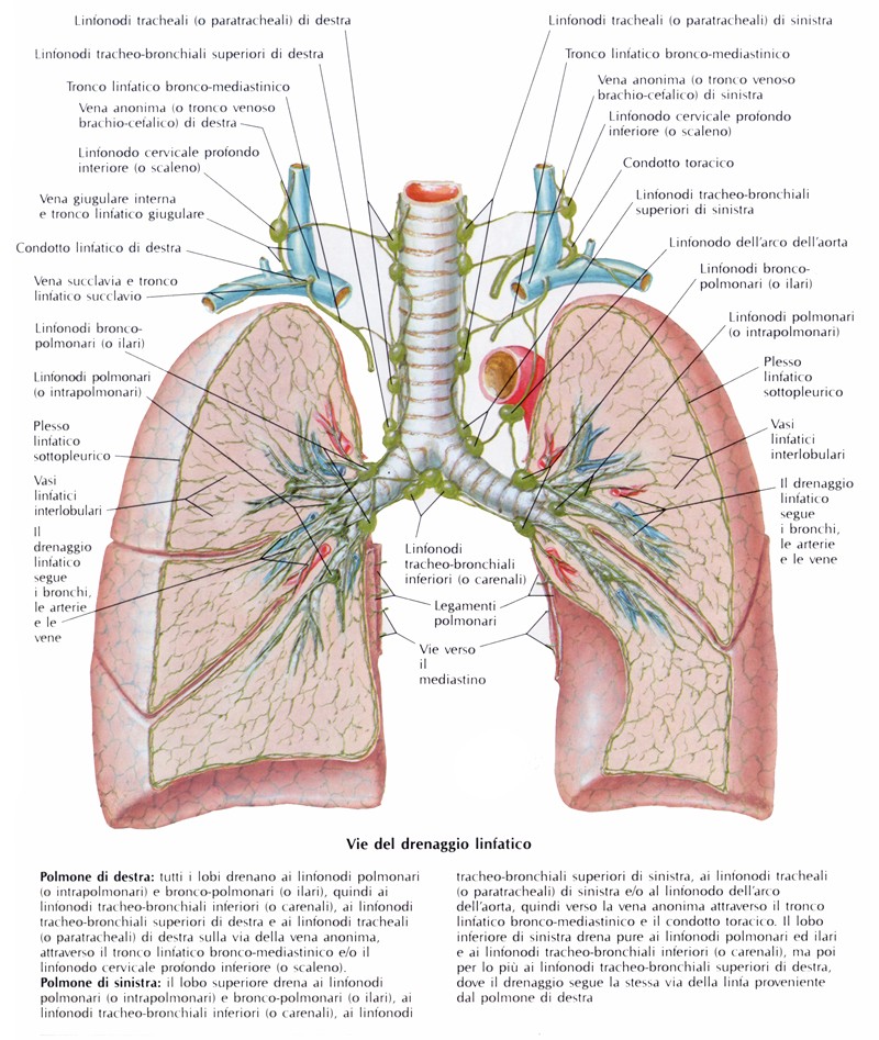 Linfonodi del polmone, vasi linfatici del polmone