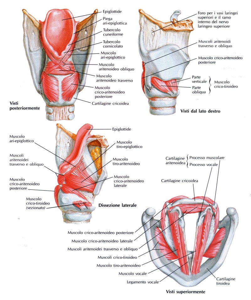 Muscoli della laringe