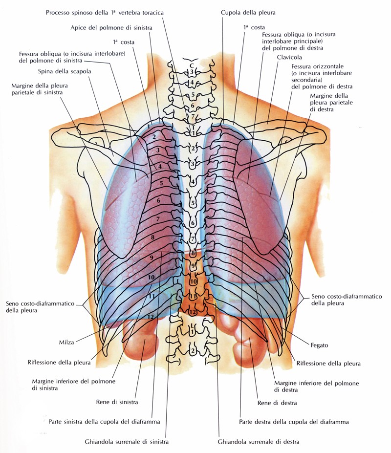 Topografia polmonare