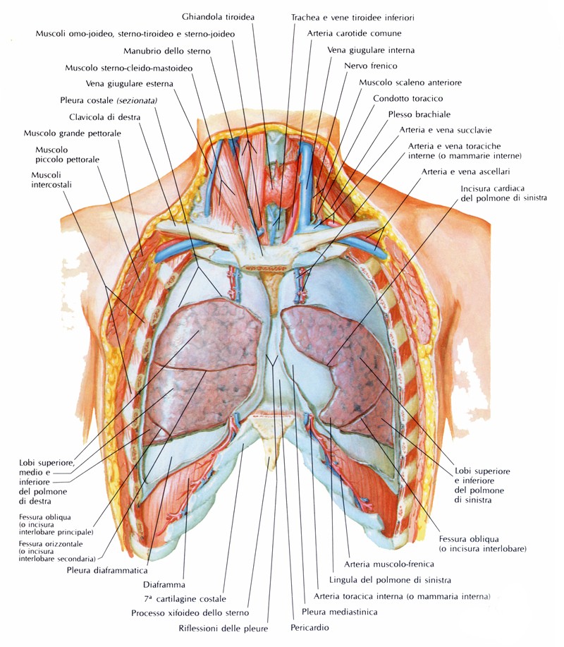 Pleura
