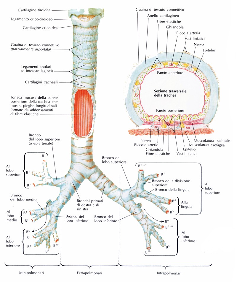 Bronchi