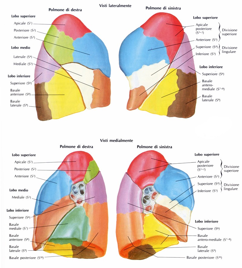 Zone (o segmenti) polmonari