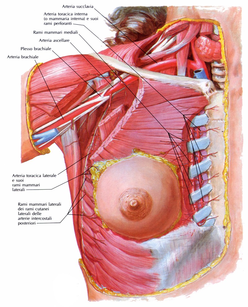 Arterie della mammella
