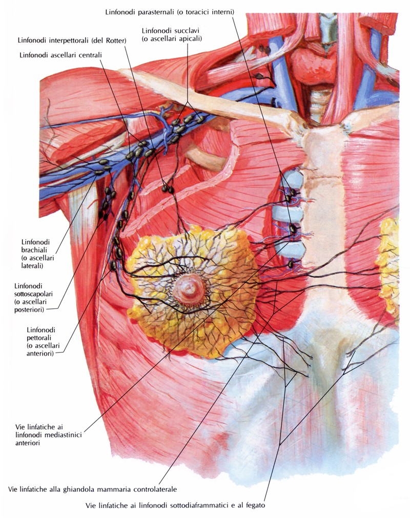 Vasi linfatici e linfonodi della mammella