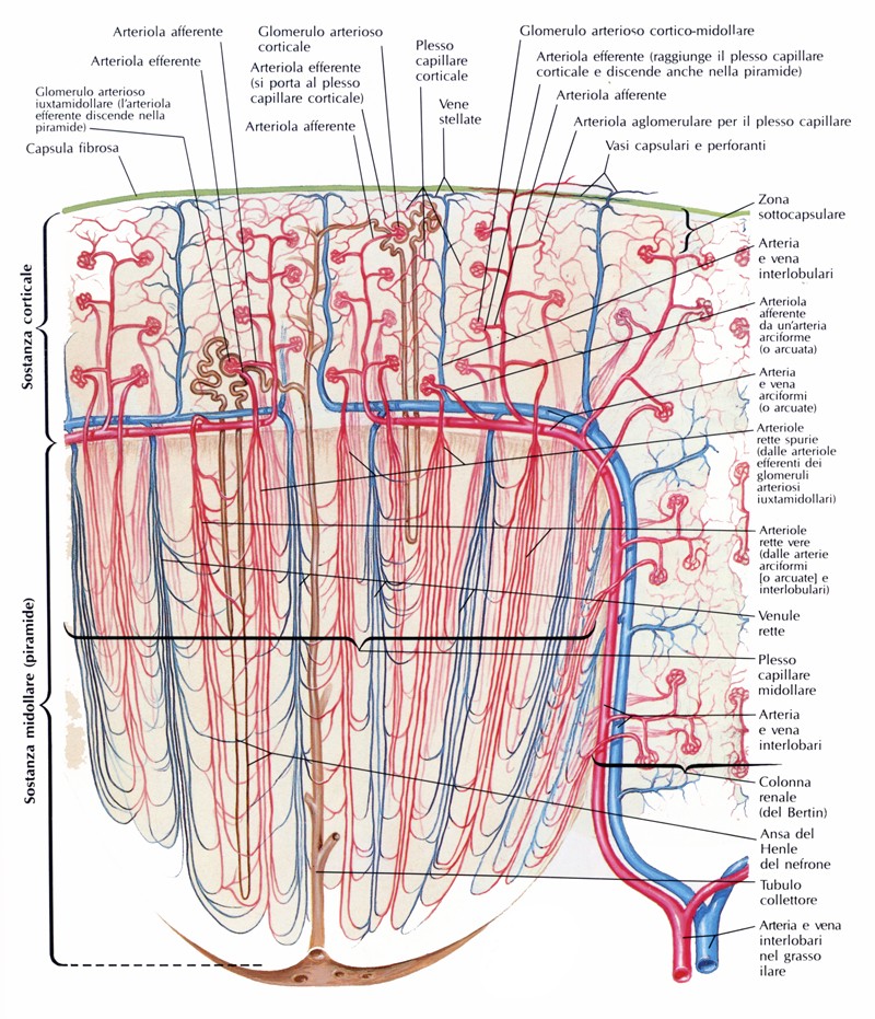 Arterie interlobulari del rene