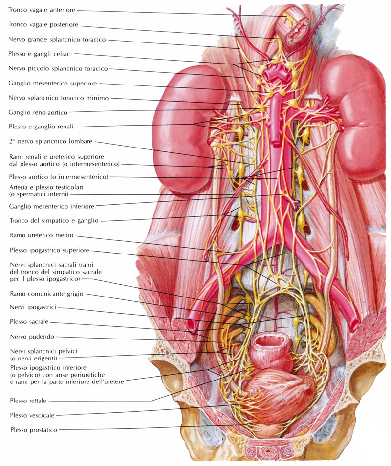 Innervazione della vescica urinaria