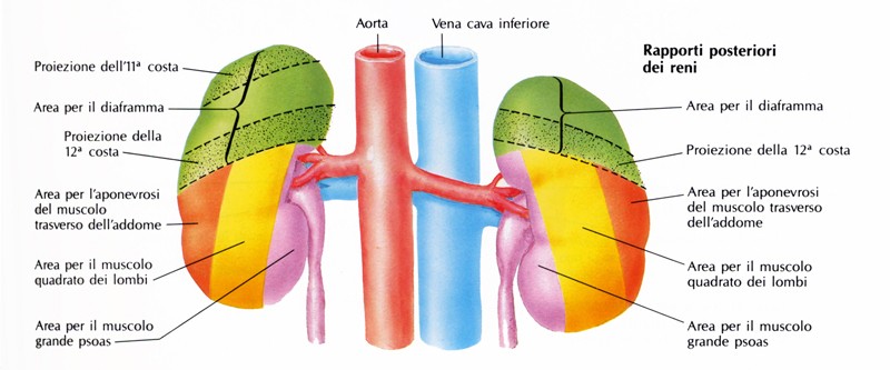 Rapporti posteriori dei reni