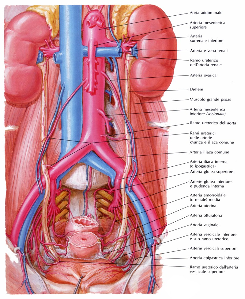 Vascolarizzazione della vescica urinaria