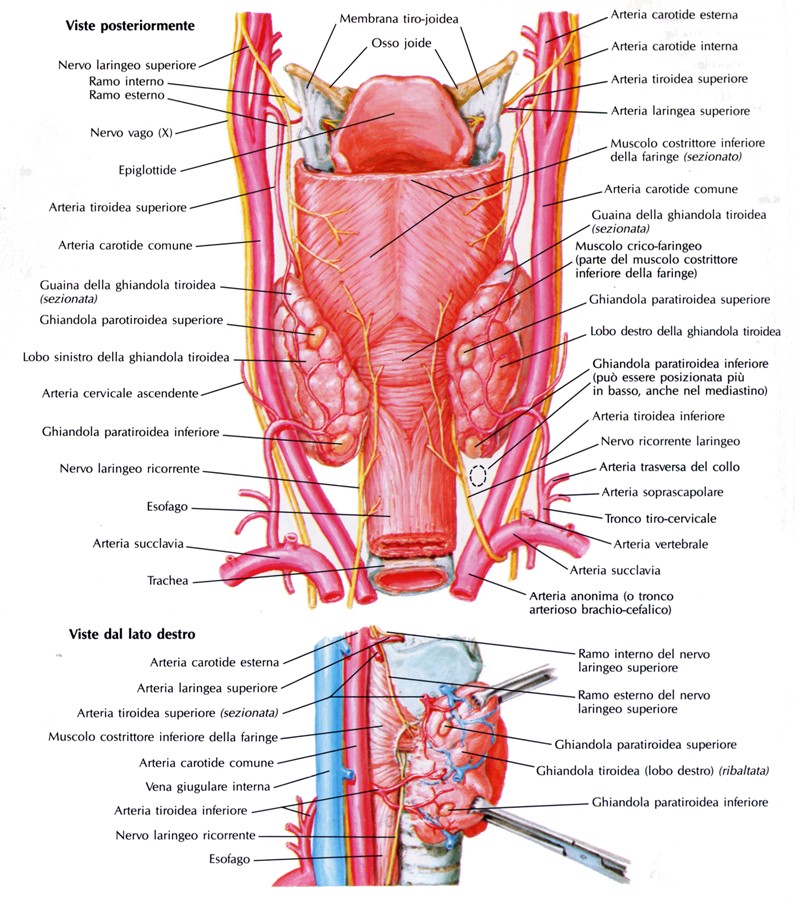 Vasi e nervi delle ghiandole paratiroidee