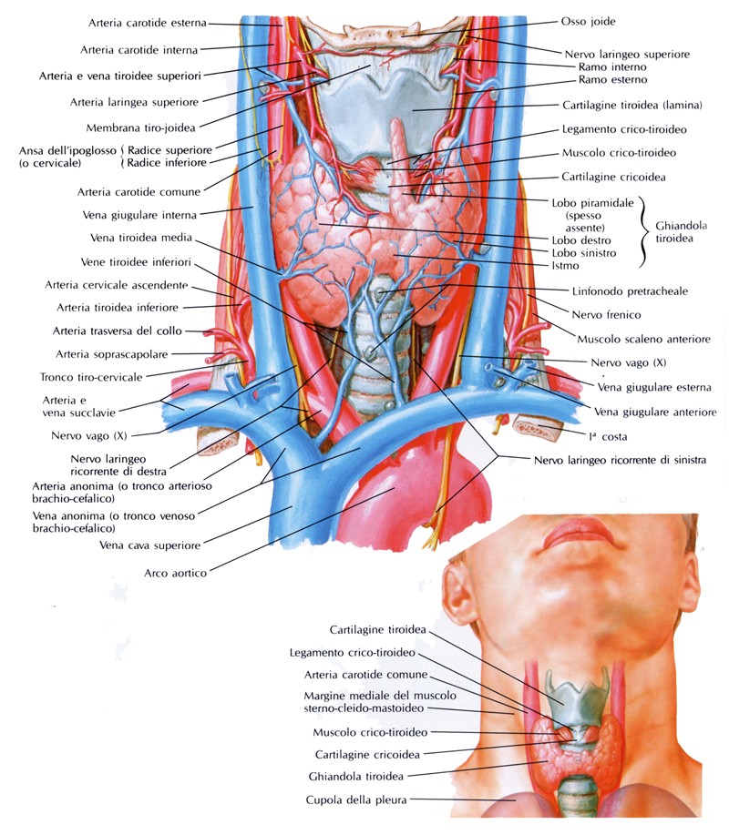 Tiroide 