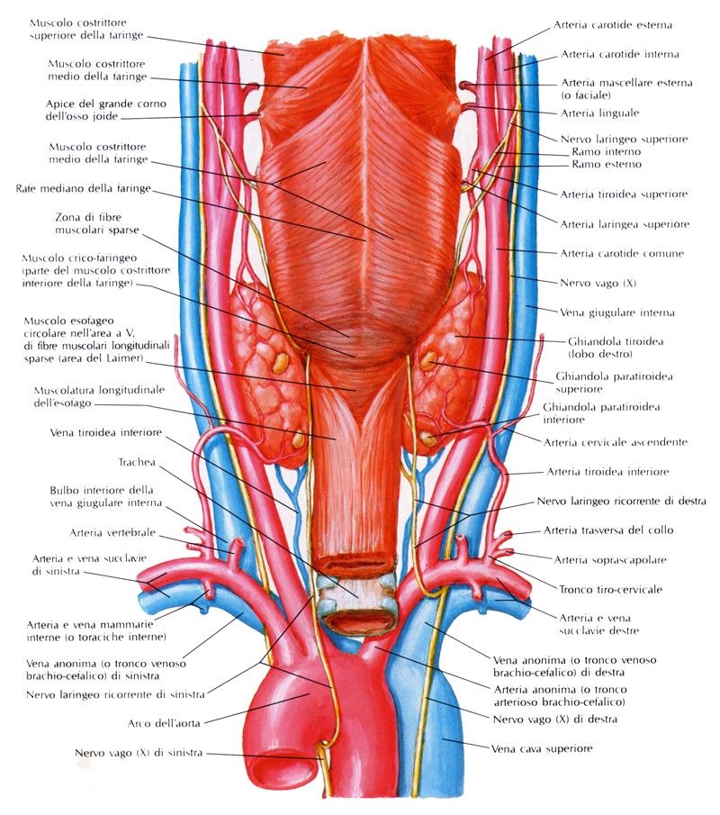 Vasi della tiroide, nervi della tiroide