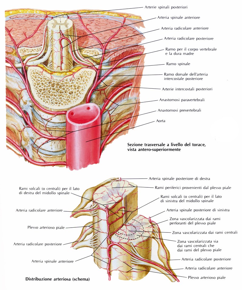 Vascolarizzazione del midollo spinale
