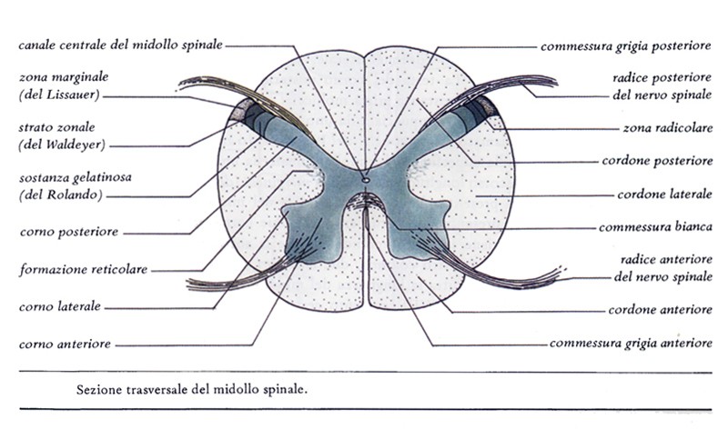 Conformazione interna del midollo spinale