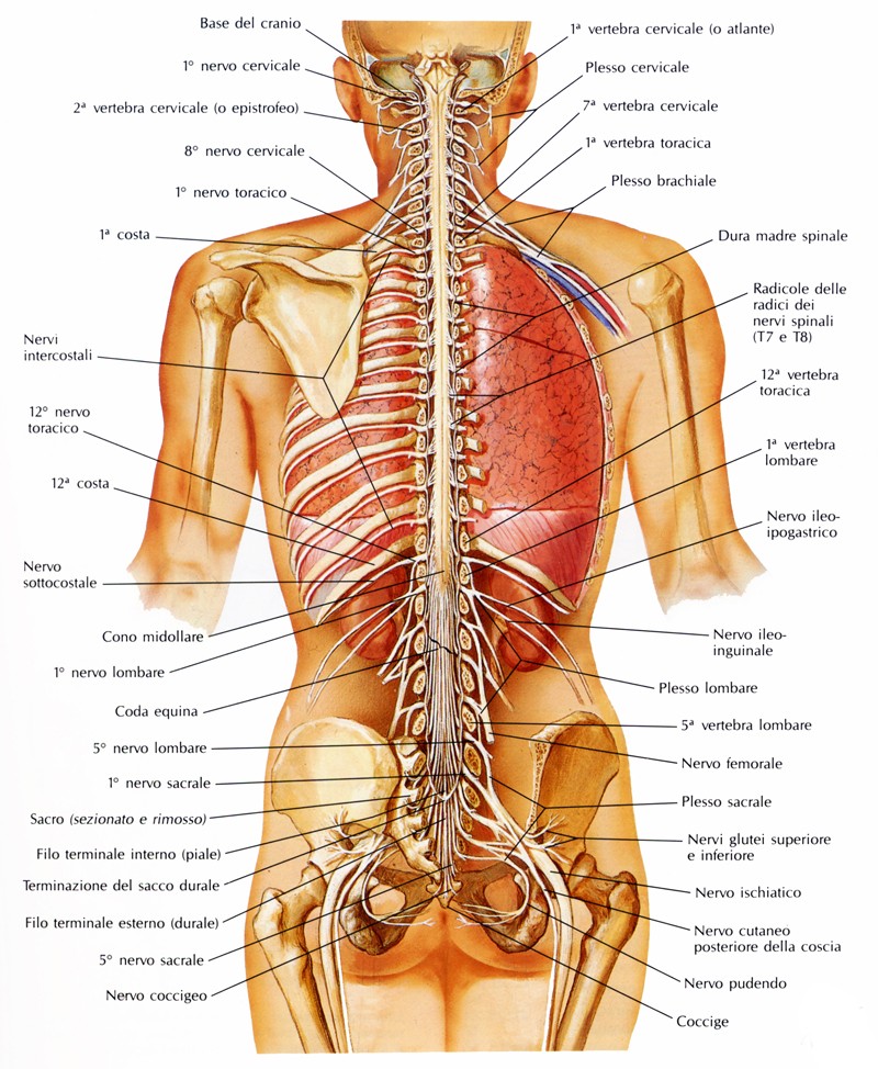 Midollo spinale