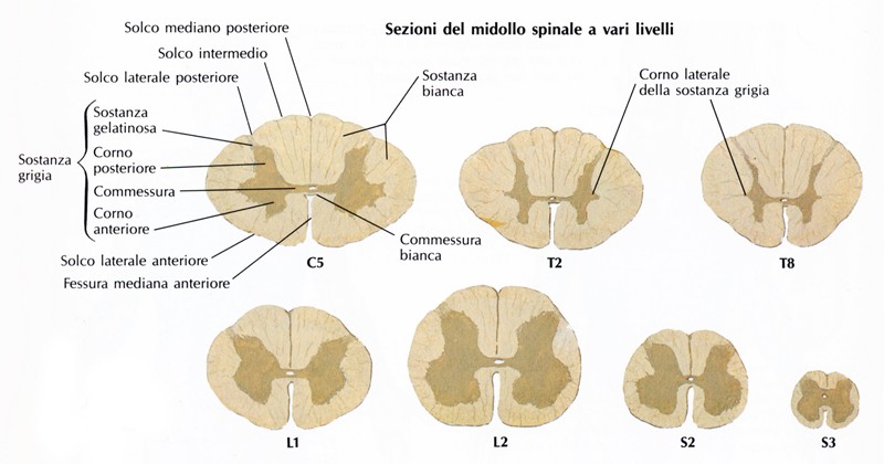 Sezione trasversa del midollo spinale