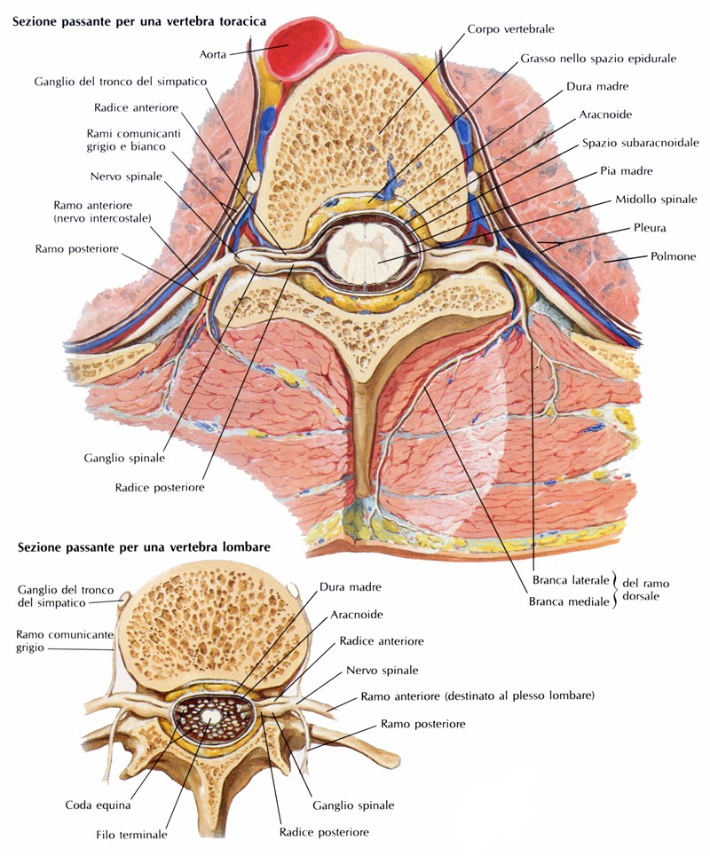 Ganglio spinale